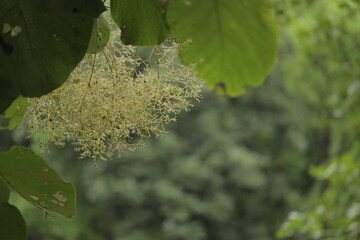 autumn leaves of plants. Lavender Tree leaves. Heteropyxis natalensis Lavender Tree Laventelboom