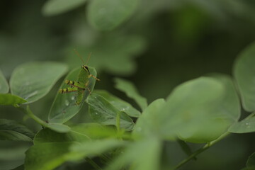 Grasshopper On Leaf. Green grasshopper. A Big Green Grasshopper Sitting On Leaf.
