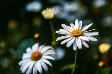 Closed up view of white daisy flowers on green background. 