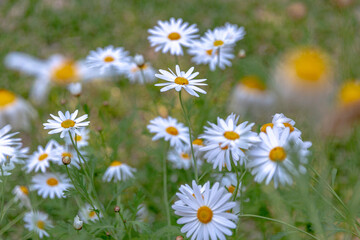 Beautiful daisy flower field with shallow focus.