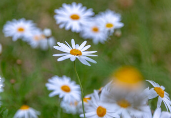 White daisy flowers field with shallow focus.