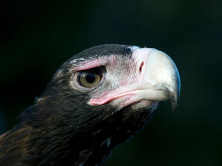 Wedge-tail Eagle