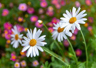 Beautiful  white daisy flowers with pink shallow focus background.