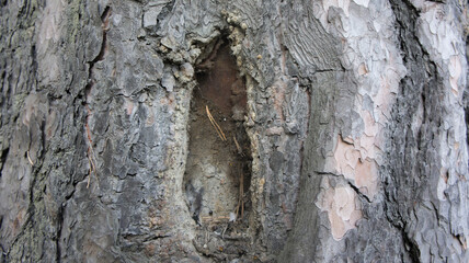 bark of a tree 