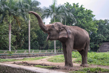 Asian elephant waving its trunk