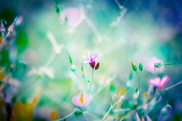 ヒメフウロと緑青系バック
