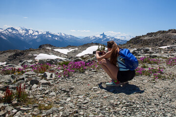 A young women hiking stops to take a picture of purple wildflowers on top of Whistler Mountain, with a view of snowy peaks and Black Tusk in British-Columbia, Canada