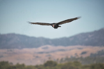 Huge red faced California Condors at the coast