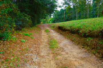 A dirt trail leading to a road