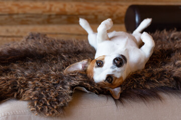 Dog Jack Russell Terrier lies on his back on a brown sheep's skin, looks at camera with his paws up. Home comfort.