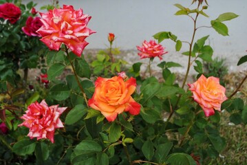 Fototapete bei efototapeten.de bestellen   