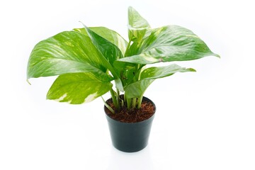 Spotted betel tree on a white background