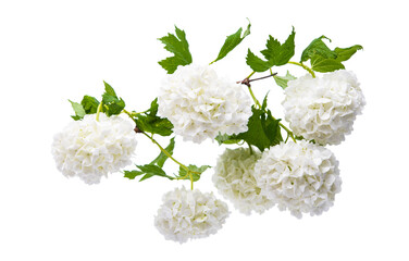 white hydrangea isolated