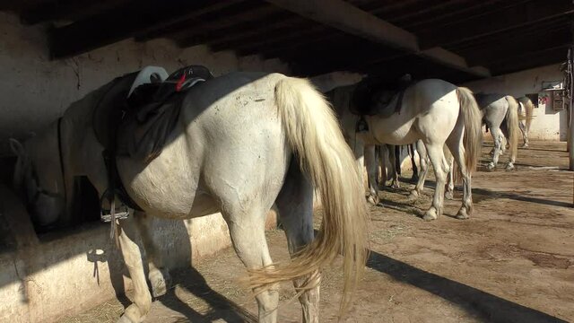Wild White Camargue Horses standing in a stable in the Regional Park of the Camargue, Tourist ranch in camargue
