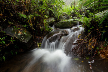 Amanecer en la sierra de quila jalisco con neblina 