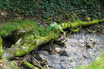 Old dead branch in a creek