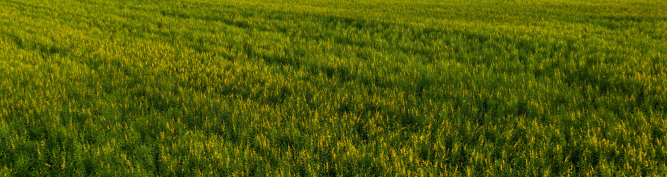 Aerial view from drone of crotalaria juncea fields, Panorama landscape.