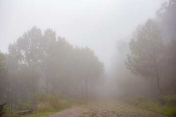 Fototapeta na wymiar Amanecer en la sierra de quila jalisco con neblina 