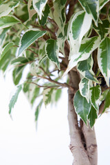 Obraz premium ベンジャミン