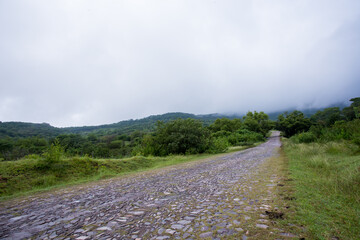 Carretera de empedrado con vegetacion verde y neblina