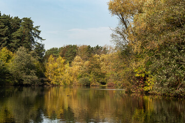 Fototapeta na wymiar Autumn in the city Park, trees in yellow foliage