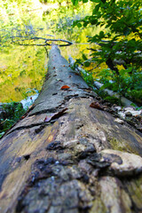Old dead tree in the water