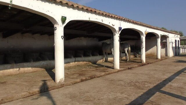 Wild White Camargue Horses standing in a stable in the Regional Park of the Camargue, Tourist ranch in camargue