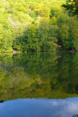 Mirroring forest on the lake