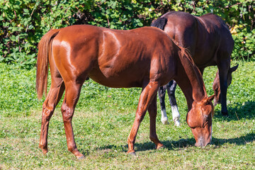 Couple of horses on the field grazing. Selective focus, travel photo.