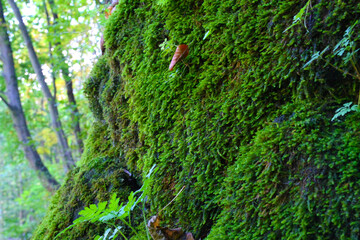 wall covered with moss - outdoor photography