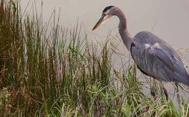 Beautiful great blue heron bird fishing in the water. Selective focus, close up.