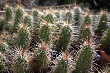 close up of cactus