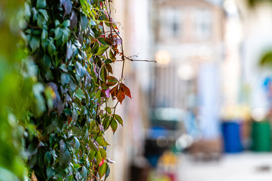colorful autumn ivy leaves on a defocused old city street background