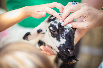 Cute baby sheep head portrait being touched by human hands