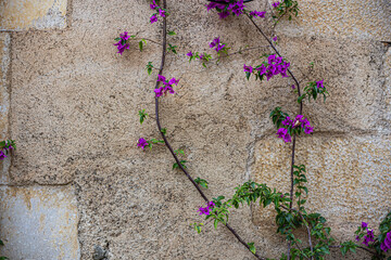 Purple flower plant climbing a rock wall