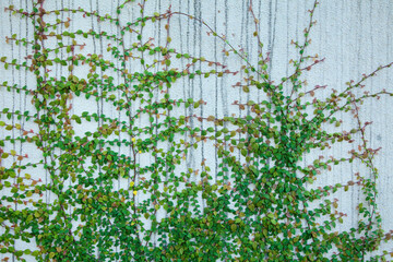 護岸壁に伸びる植物