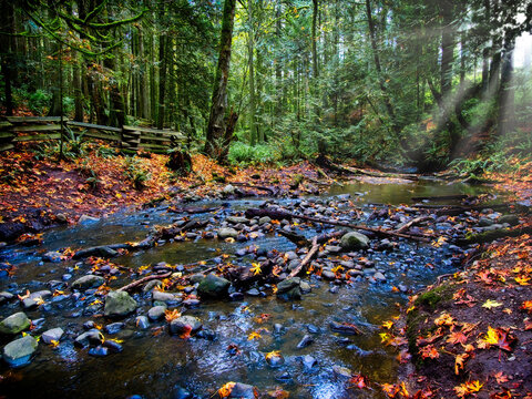 Autumn creek in the forest in Central Saanich BC, Vancouver Island