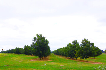 Fototapeta premium Beautiful green pecan trees in the Spring