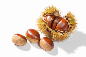 白背景の栗