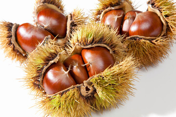 白背景の栗