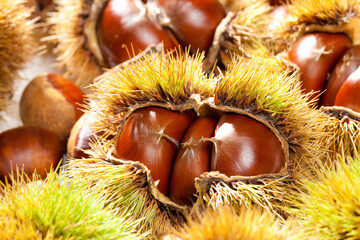 イガグリのアップ