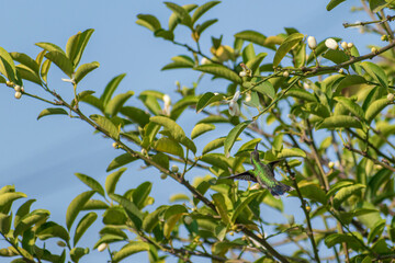 Colibrí en árbol