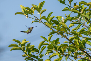 Colibrí en árbol