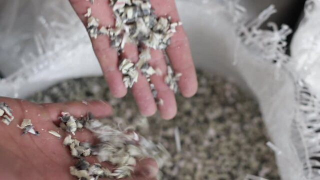 Man hand holding PP Pet Chips Semi Dull, PET chips recycle, PET polyester chips