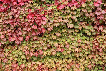 色付き始めたツタの背景素材