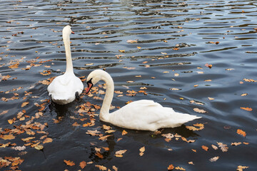 White swans swim in the lake in the autumn Park.