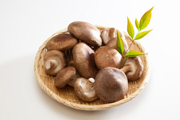 生シイタケの笊盛り