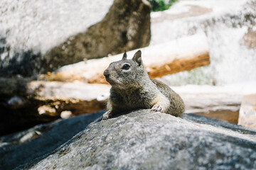 squirrel on a rock