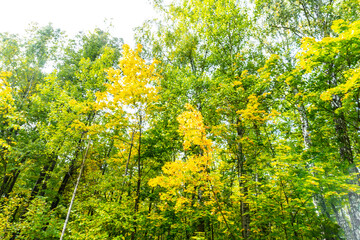 Obraz premium beautiful autumn forest in September, can be used for backgrounds, cards, wallpapers on PC and Smartphone