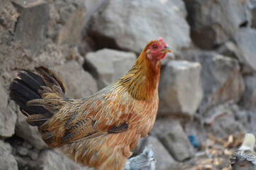 Brown hen looking for food
